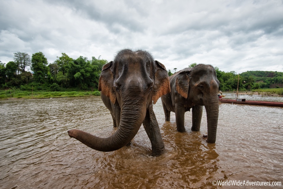 MandaLao Elephant Sanctuary in Luang Prabang, Laos | WorldWideAdventurers